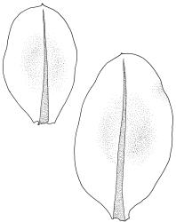 Plagiomnium novae-zelandiae, vegetative leaves. Drawn from B.H. Macmillan 89/104, CHR 461943.
 Image: R.C. Wagstaff © Landcare Research 2018 